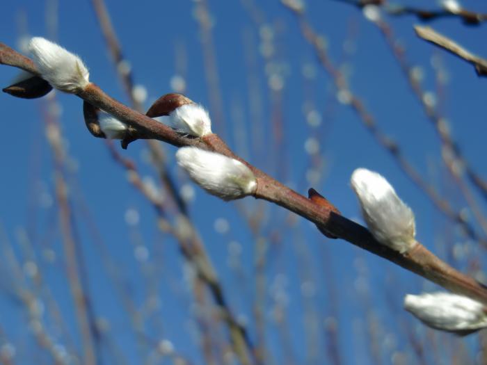 Zarte Knospen
